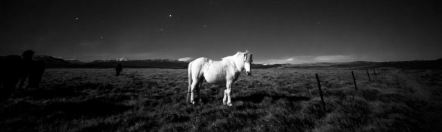 Icelandic horse grazing by night