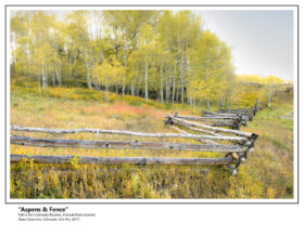 11 Aspens & Fence