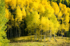 Aspen Grove