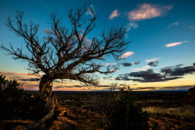 Gnarly Tree