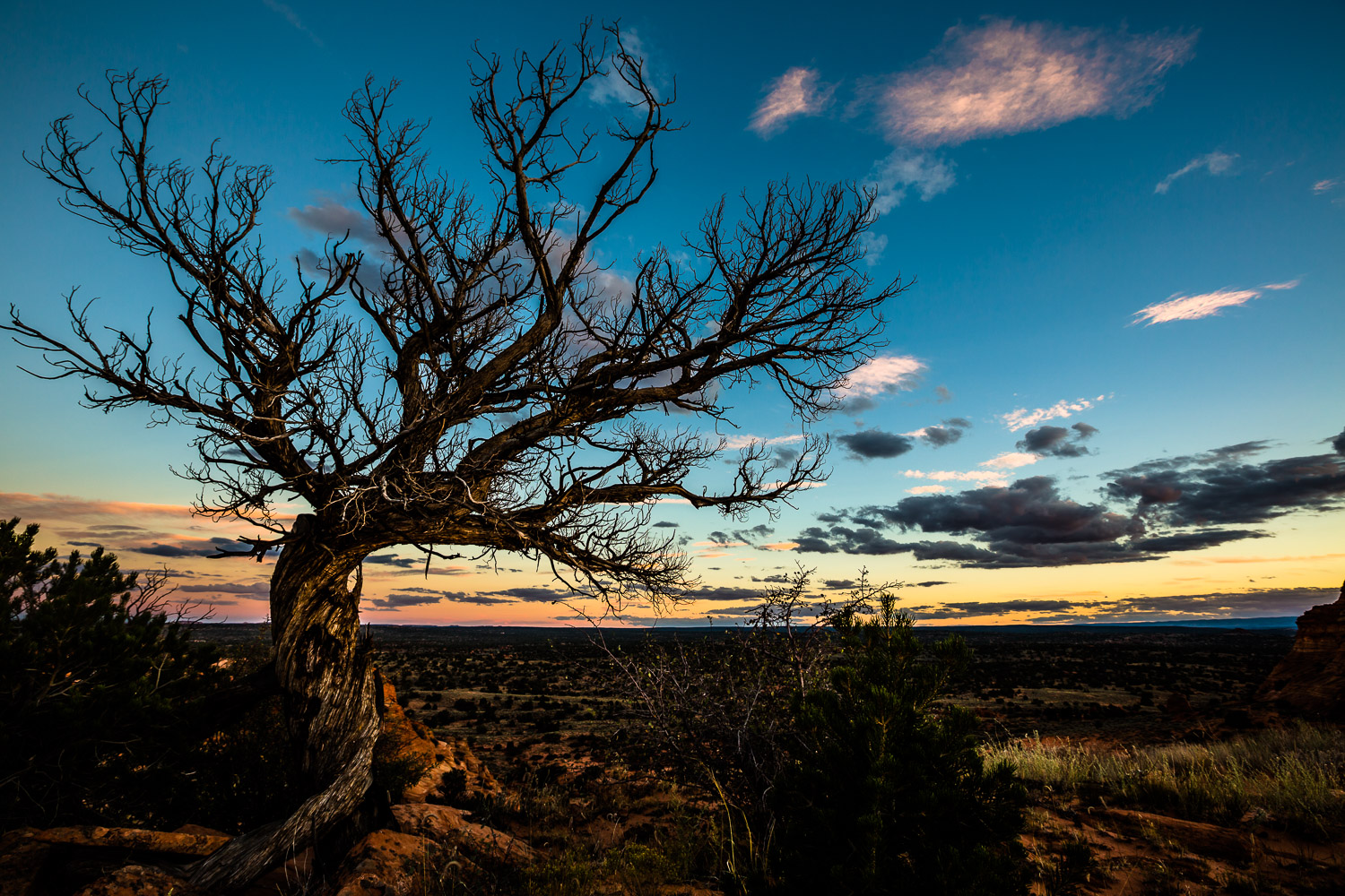 Gnarly Tree