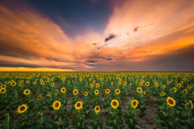 Sunflower Sunset