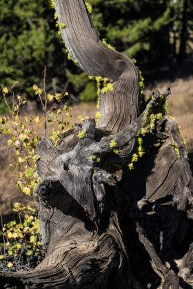 251009McCallIdaho341