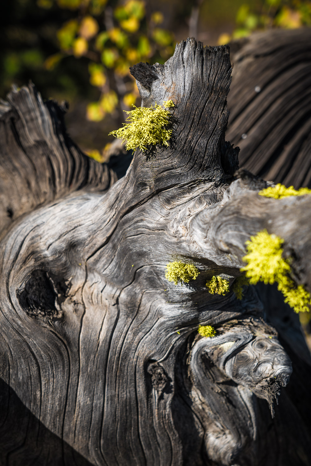 251009McCallIdaho348