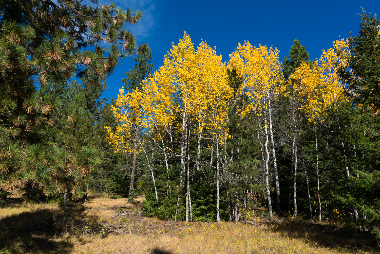 251009McCallIdaho353