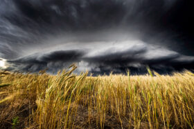 Depth Of Wheat Field